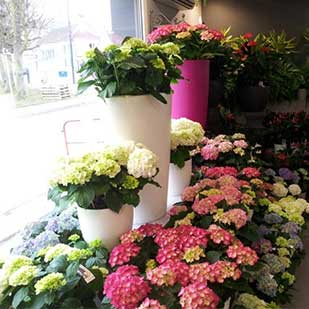 Flor'Passion - Plantes
