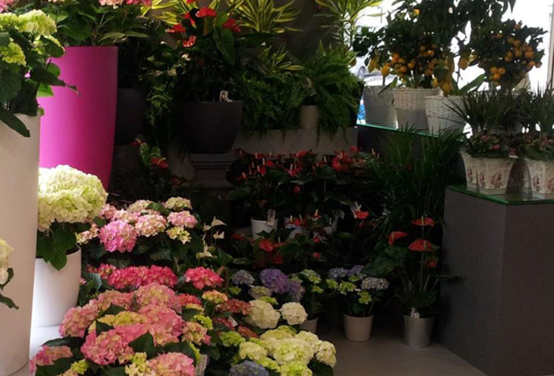 Flor'Passion - Plantes